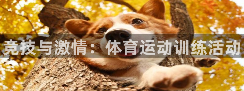bsports必一运动：竞技与激情：体育运动训练活动